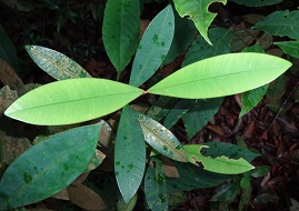 Calophyllum teysmannii photo